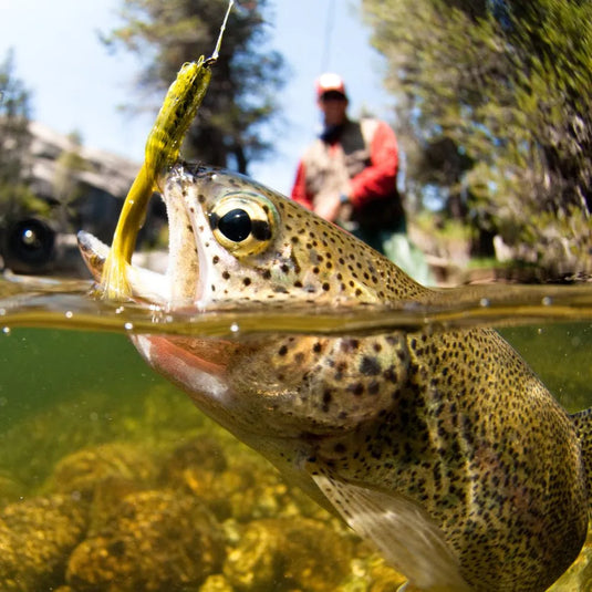 Fisch am Haken