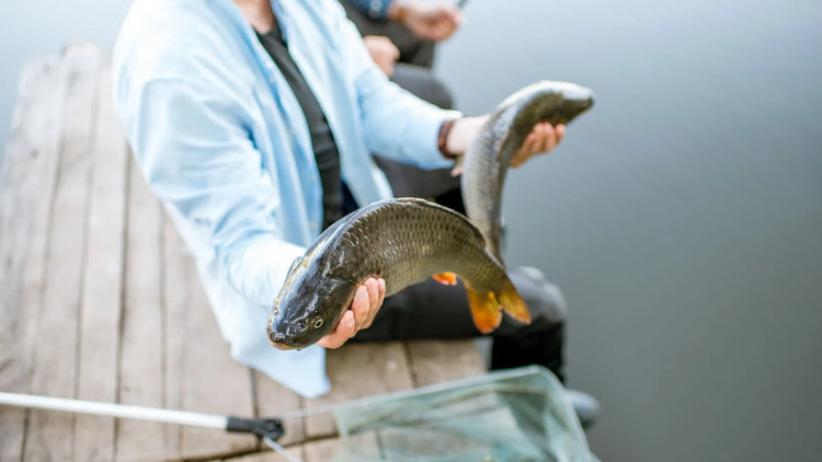 Angler hält zwei gefangene Fische am Steg über dem Wasser